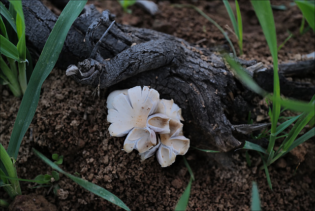 Picipes melanopus, Flower-mushrooms !