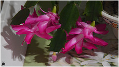 La Petite Famille Schlumbergera !