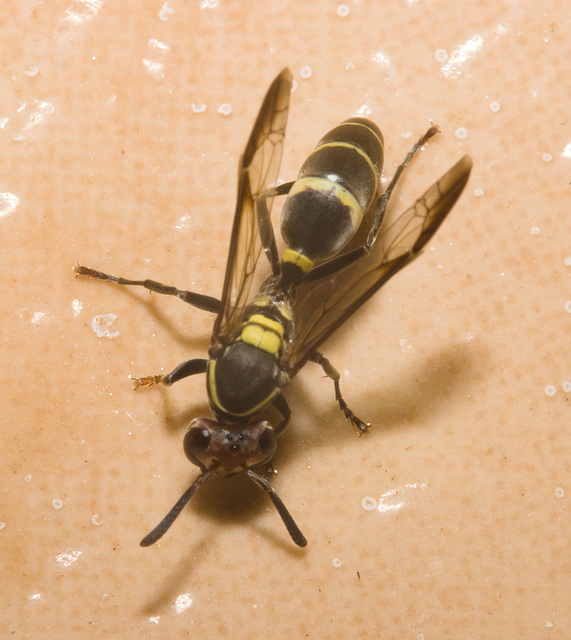 IMG 3070 Wasp