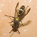 IMG 3070 Wasp