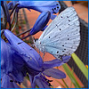 In the garden today
