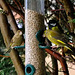 pair of Greenfinch