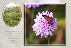 A Six-spot Burnet Moth - Friston - Sussex - 22.7.2015
