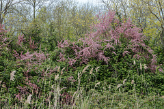 Wald / Waldrand im Schutzgebiet Marais des B ris - 2016-04-29_D4_DSC7134