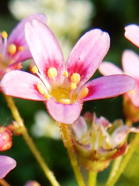 Blüte en miniature