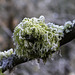 Frost and Mosses