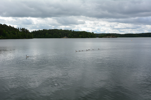 Sweden, Stockholm, Geese on Lake Mälaren