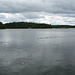 Sweden, Stockholm, Geese on Lake Mälaren