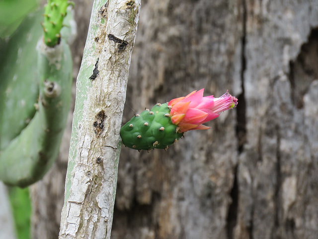 Day 7, cactus, Estero Llano Grande SP