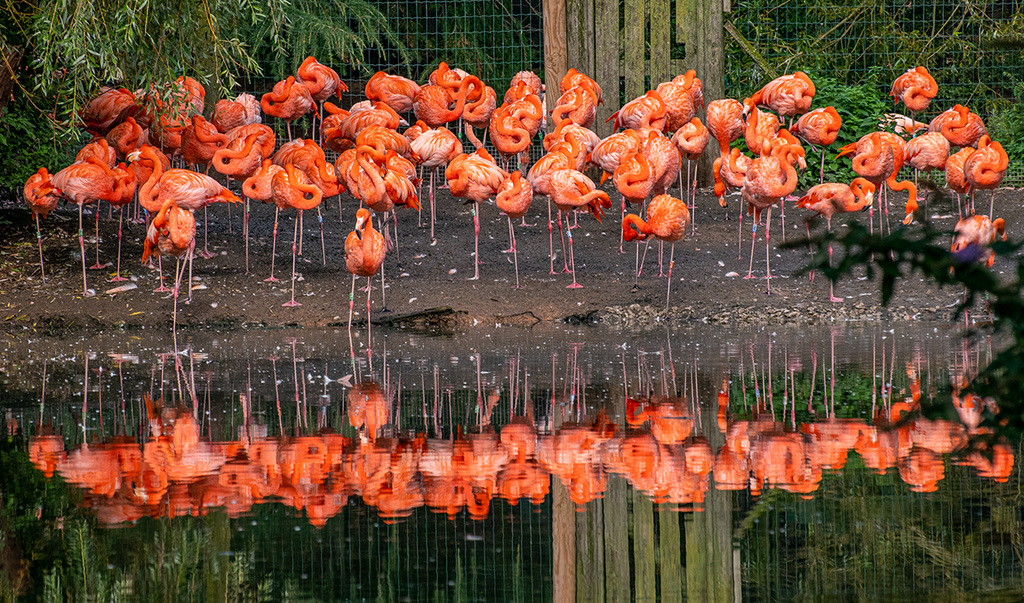 Flamingos