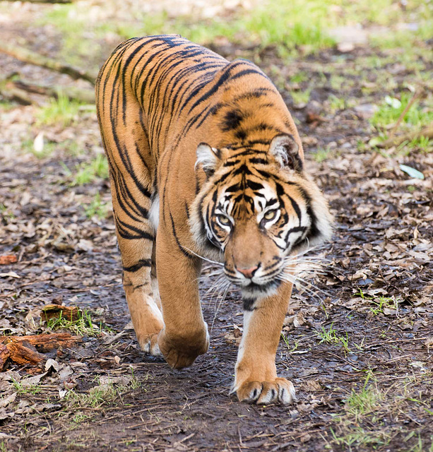 Prowling tiger