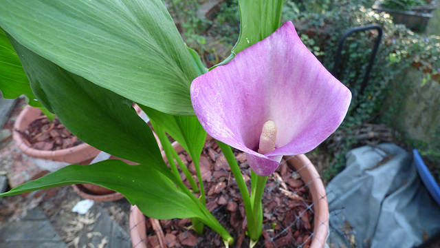 calla lily