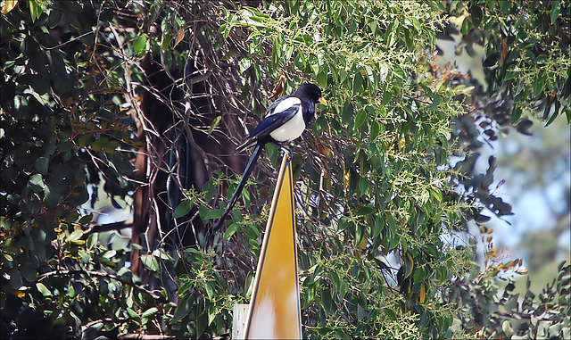 A  Yellow billed Magpie