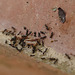 La fourmi ayant travaillé tout l'été...