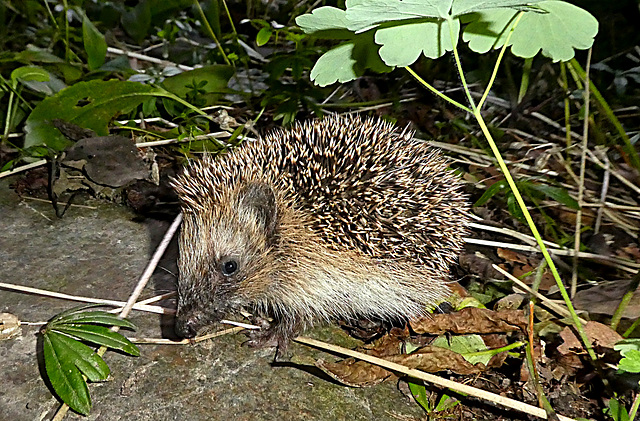 Jonge Egel, ongeveer 10 cm lang