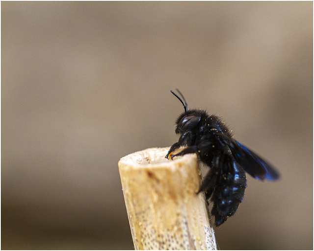 HFF - Abeille charpentière