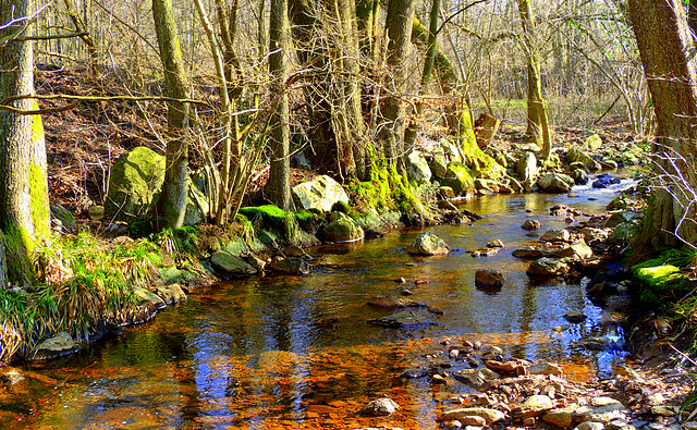 La Statte,most beautifull stream in the Ardennes