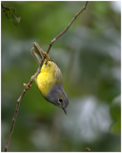 EF7A2208-topaz-denoiseraw-sharpen-2 -1bird