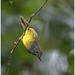 EF7A2208-topaz-denoiseraw-sharpen-2 -1bird