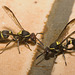 IMG 3071 Wasps