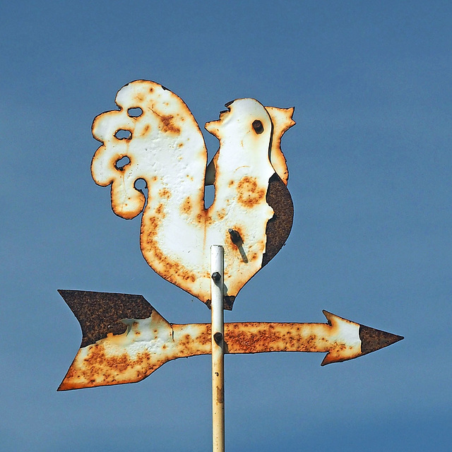 A rusty rooster