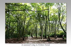 A summer's day in Friston Forest - 22.7.2015