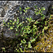 Arenaria serpillyfolia (1)