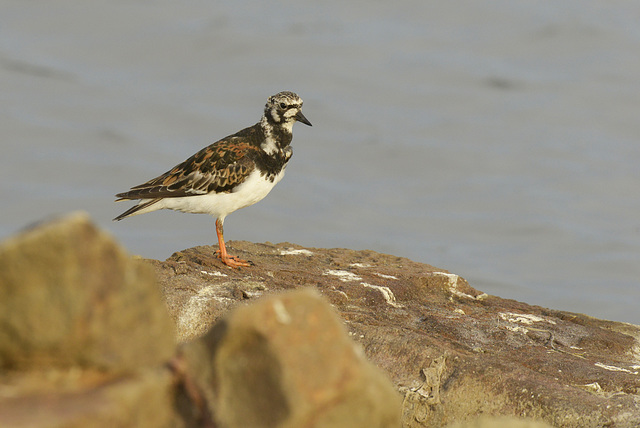 Rola-do-mar,  Arenaria interpres