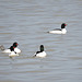 Common Mergansers