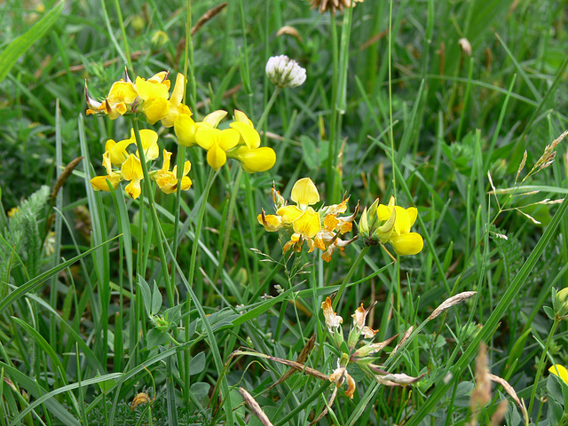 kleine Frauenschuh-Blüten