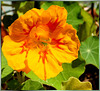 Kapuzinerkresse (Tropaeolum)... ©UdoSm