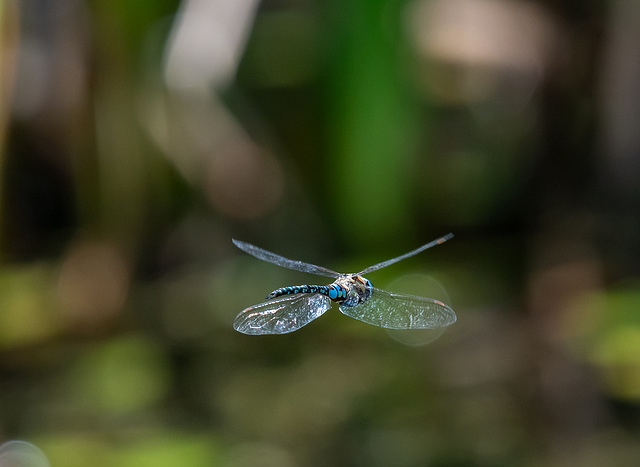 Migrant hawker