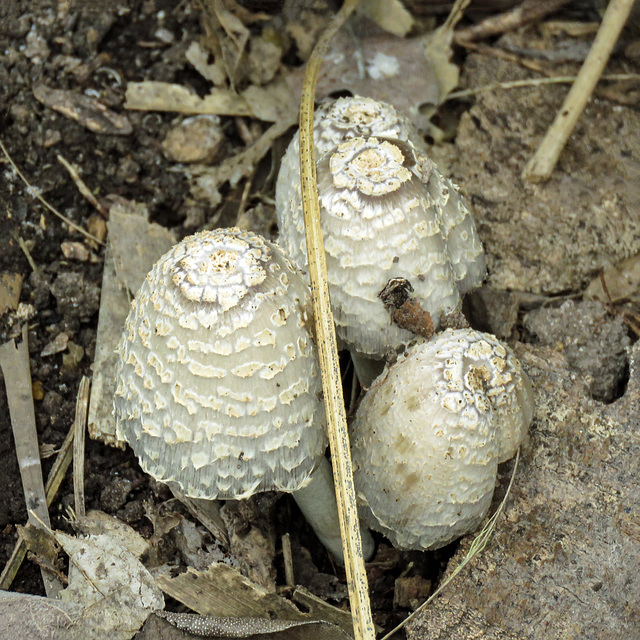 Day 7, fungi, Estero Llano Grande SP