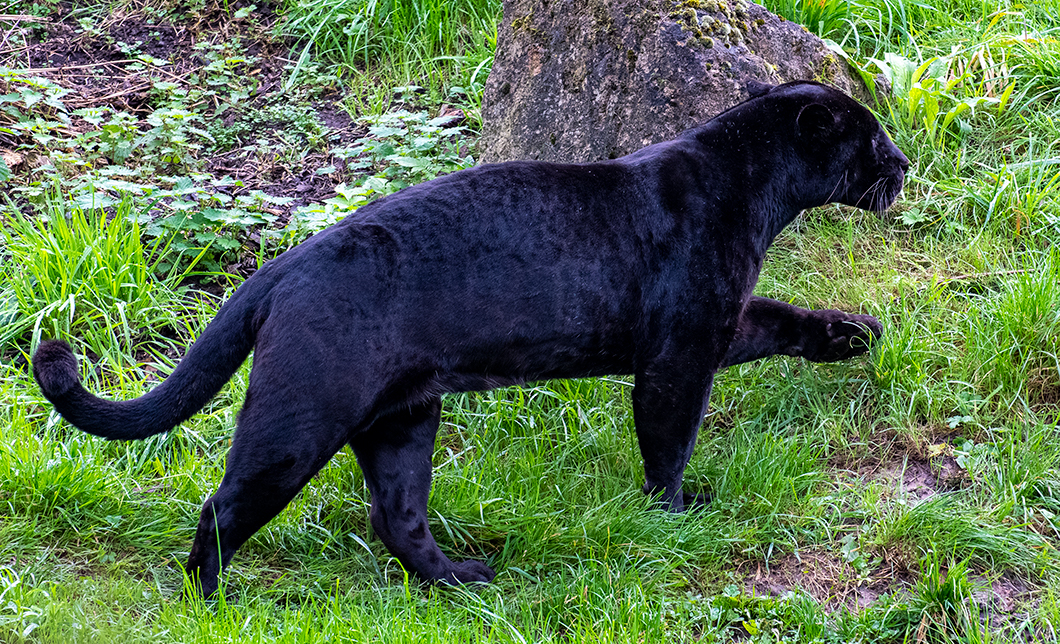 Black jaguar