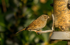 Dunnock