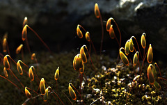 Mossy Lanterns