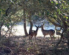 Deer at the beach house