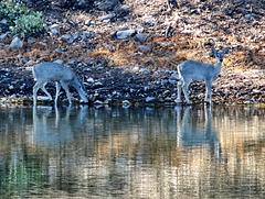 Coues Whitetail