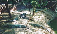 21 Crocodiles at Madras Crocodile Bank Trust