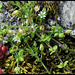 Arenaria serpillyfolia (2)