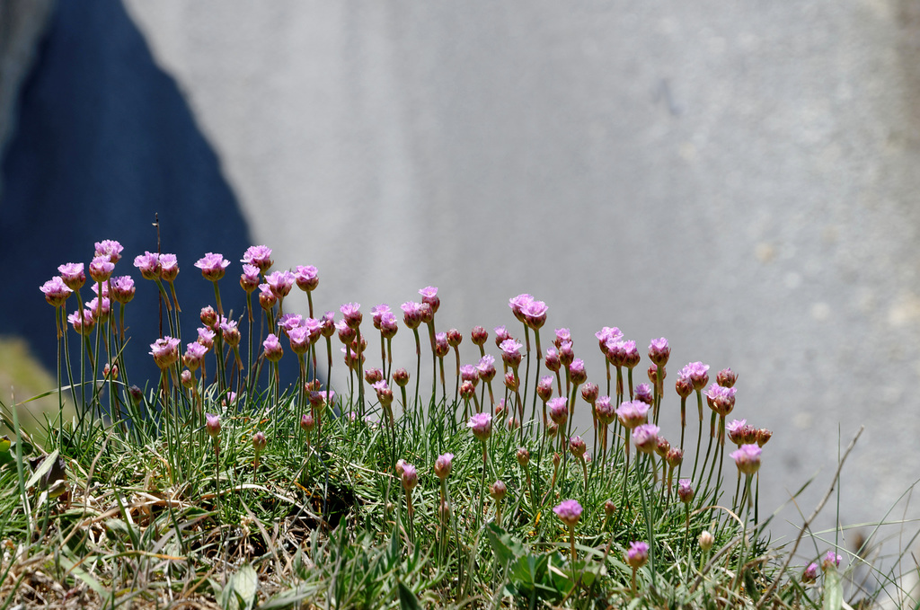 Armeria maritima