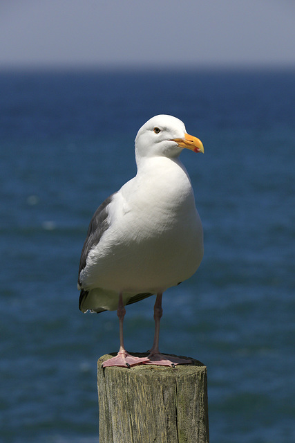 Herring Gull