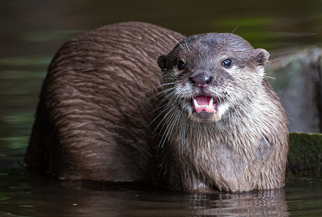 Short claw otter