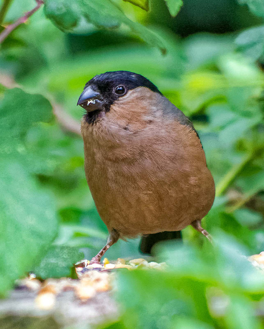 Female bullfinch