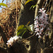 20200315-4130 Dendrobium barbatulum Lindl.