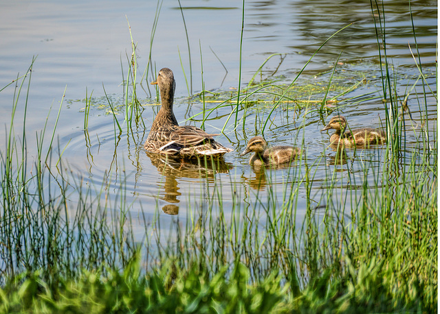 Mom and ducklings