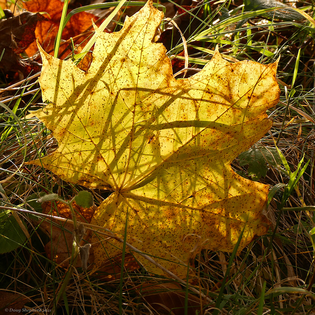 Autumn shadows