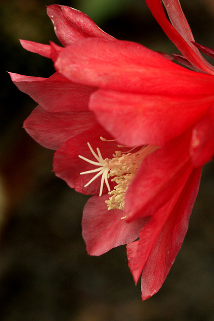 Epiphyllum