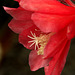 Epiphyllum