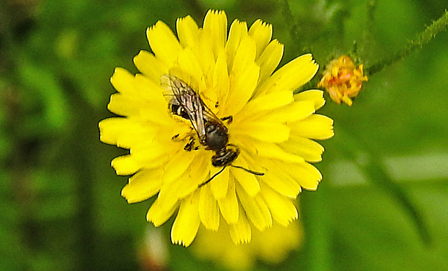 20230627 1380CPw [D~LIP] Kleinköpfiger Pippau (Crepis capillaris), Wildbiene, Bad Salzuflen